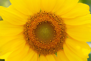 Obraz premium Macro view yellow petals sunflower background. Beautiful summer time wallpaper. Shallow depth of field.