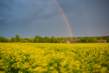 rainbow over rapeseed field