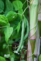 Organic green beans pod growing on a corn trunk. macro view. Shallow depth of field