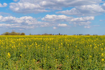 Rape seed yellow flowering plant field with dramatic blue sky and white clouds to background