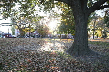 Autumn Park in New York