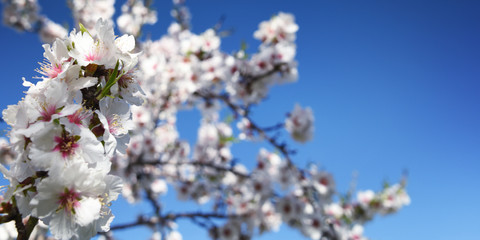 Almond blossom. Spring background. Spain. Altea