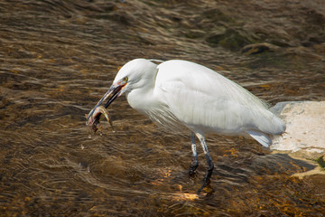Little egret(white heron) caught the fish(Korean dark sleeper) in the river.