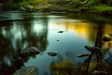 standing water in a shady and quiet place