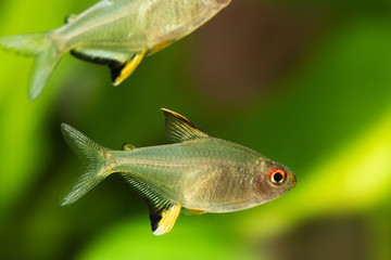 Tropical aquarium fish Lemon tetra Hyphessobrycon pulchripinnis close-up photo. Freshwater tank...