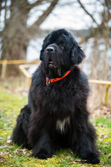 Black Newfoundland giant large size dog outside
