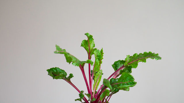Green and red leaves of young beetroot on white background. Copy space aria for advertising. Negative space. 
