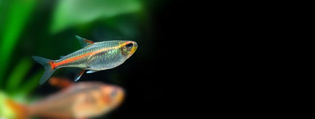 Aquarium fish Glowlight tetra or Hemigrammus erythrozonus on black background. Macro view photo....