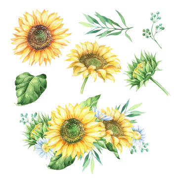 Watercolor sunflowers and daisies, green leaves bouquet.
