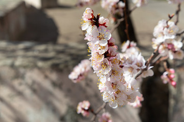 blooming spring cherry for your design or wallpaper