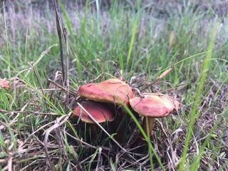 Red fungus growing in long grass