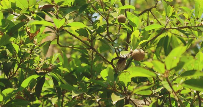 Goa, India. Young Fruits Manilkara Zapota Growing On Tree Plantation. Organic Farming Agricultural Tropical Fruits. Sapodilla, Sapota, Chikoo, Naseberry, Or Nispero