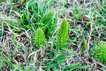 young plants coniferous spruce and pine begin to grow from the ground in spring