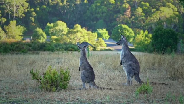 Two kangaroos standing on the grass in the park and one jumping