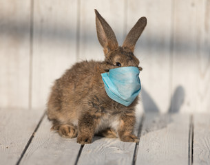Easter bunny with a coronavirus face mask