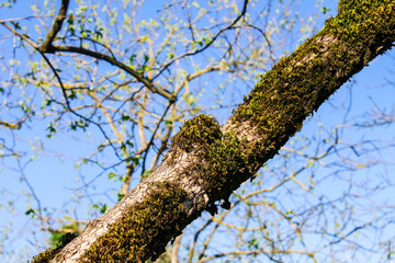 tree trunk covered with green moss against a blue sky