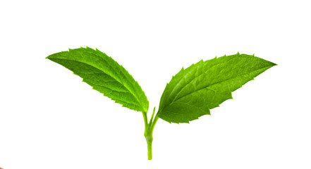 Green leaf on white background.