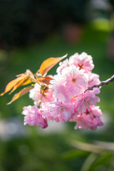 Cherry blossom in full bloom, sakura. Flowers detail