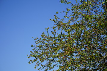 Apfelbaum mit roten Knospen, blauer Himmel, freie Fläche