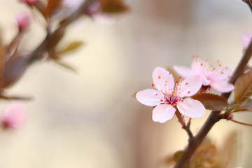 Spring cherry blossom flower, spring flowering branch