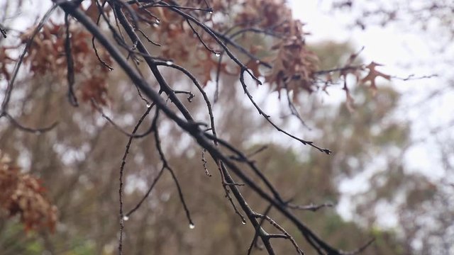 Closeup photo of raindrops on dry branches on rainy day, autumn forest