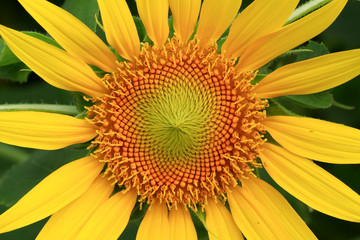 Sunflower pollen.
