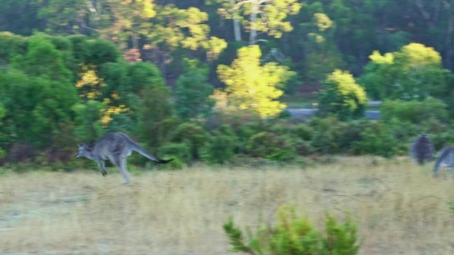Australian kangaroos grazing in the field and one of them jumping