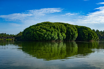 Fototapeta na wymiar Mangrove and lake ,Kadalundi Kerala
