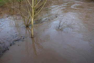 Tree standing in the current of a flood of dirty brown water
