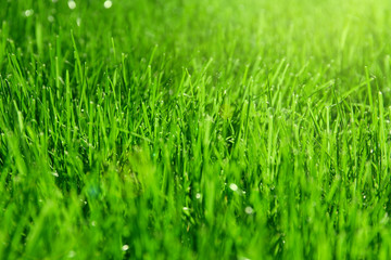 Green grass on the meadowclose up in a sunny spring day.