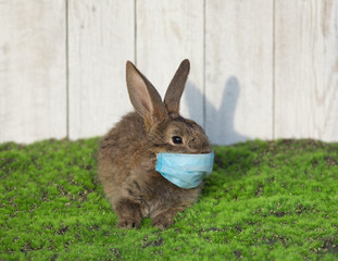 Easter bunny with a coronavirus face mask
