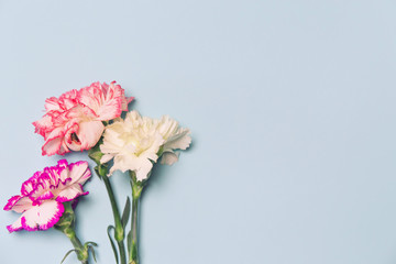 Creative layout made of colorful carnation flowers on pastel background