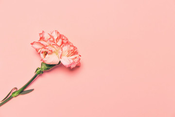 Creative layout made of colorful carnation flower on pastel background.