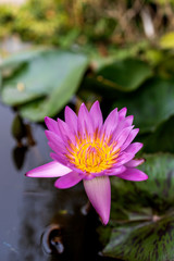 closeup pink lotus flower with soft-focus in the background, over light