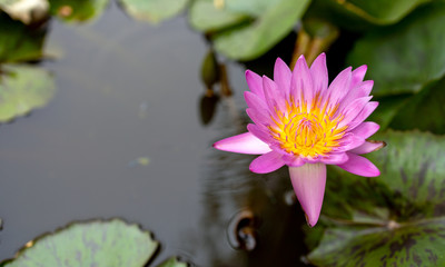 closeup pink lotus flower with soft-focus in the background, over light