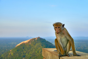 Monkey on Sigiriya Rock with view to Pidurangala Rock