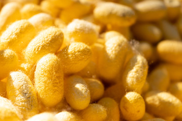 Group of silkworm in yellow cocoon stage background