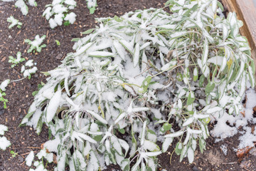 Evergreen bush of sage or salvia officinalis cover in snow in raised bed garden in Dallas, Texas