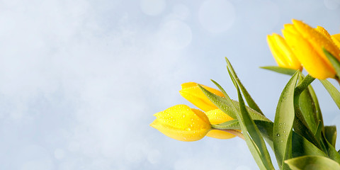 Spring background with tulips. Card for Mothers day, 8 March, Easter