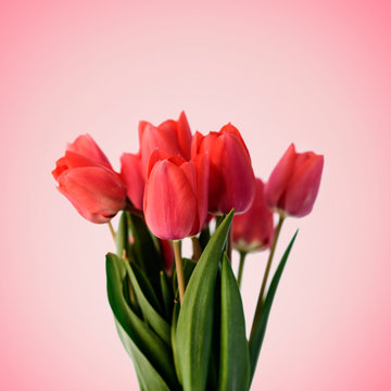 Red tulip bouquet on pastel pink background. Minimal creative flower gift for mothers and valentine day.