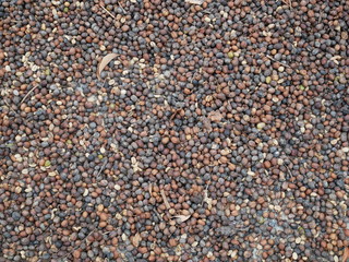 dry coffee seed background. organic coffee beans 