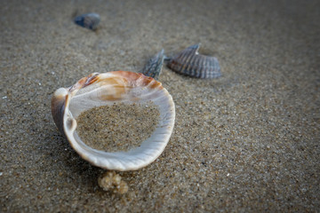 Cockle shells on the seacoast