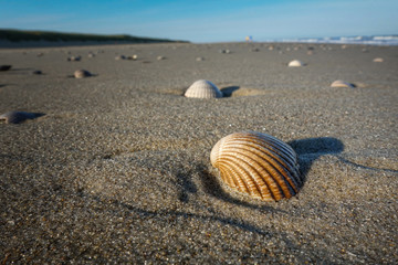Fototapeta na wymiar Cockle shells on the seacoast