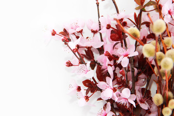 natural pink sakura flowers and willow a branches

