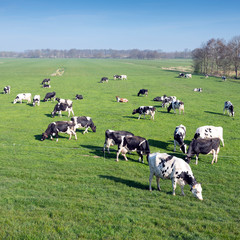 black and white cows under blue sky in dutch green grassy meadow on sunny spring day