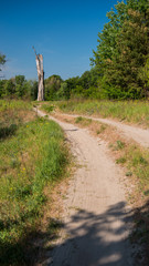 Landscape dirt road and trunk of a dead tree against a background of deciduous forest. Vertical panoramic format.