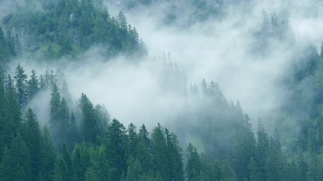 Landscape of Alps mountain, green towering pines and white mist in summer