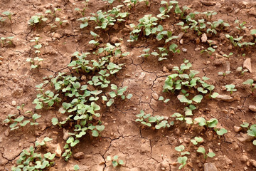 Vegetable seedlings in a garden. Selective focus.