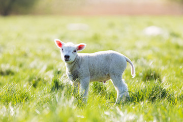 Obraz premium Junges Lamm auf einer frischen Weide
