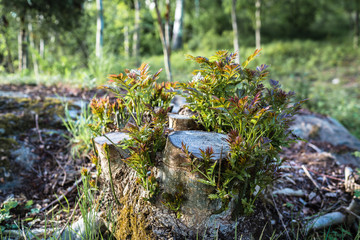 an old stump in the forest from which new shoots begin to grow; sunlit and sharply highlighted on the rest of the background